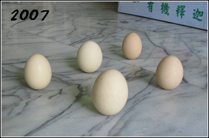 2007端午立蛋