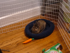 Cocoa in his bed