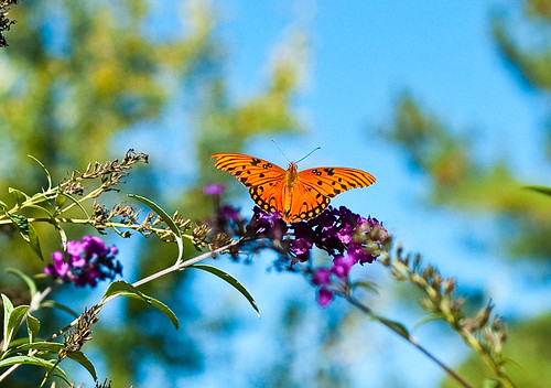 October butterfly