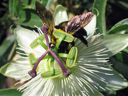 Carpenter Bee on Passion Flower II