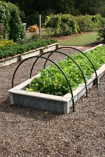 Lettuce in raised beds with hoops