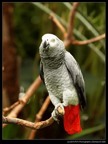 Rosie, the African Grey Parrot (Psittacus erithacus)
