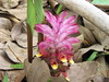 deep pink wild jungle flower