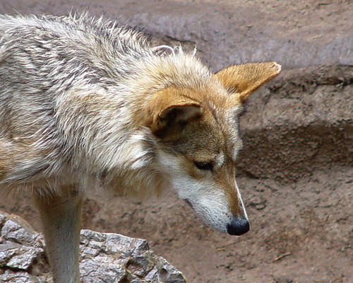 This is one of about eight Mexican Wolves at the El Paso Zoo.