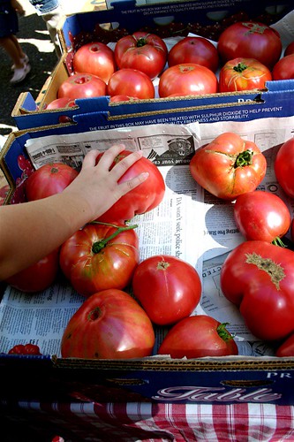 Tomatoes so huge!