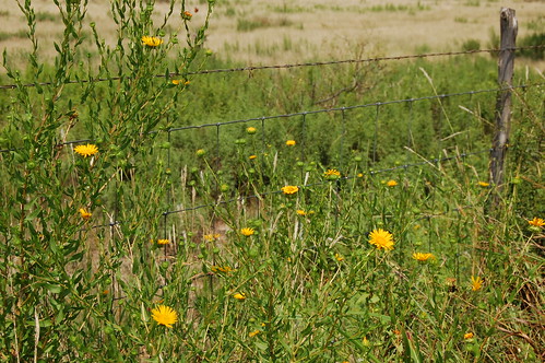 Ranch - Wildflowers
