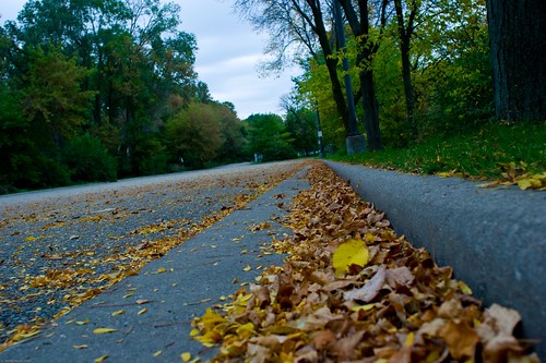 Curbside Leaves