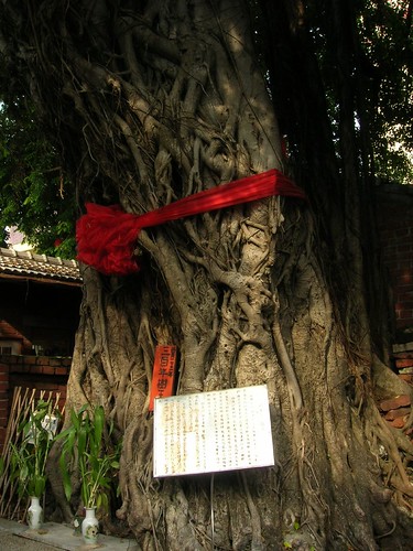 台南遊-三百年大樹公