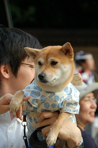 Dog with kimono
