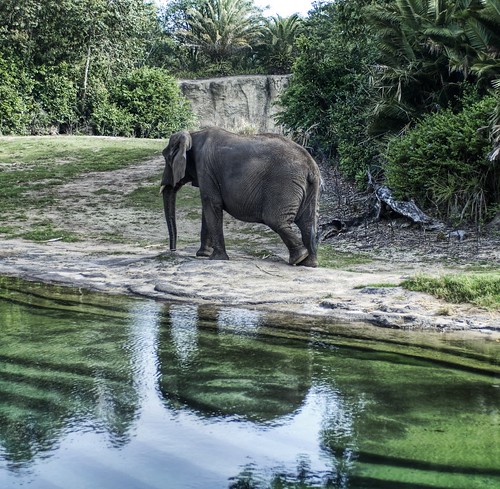 creative commons hi-res photo of the day:  Elephant Reflections (2618 x 2558)