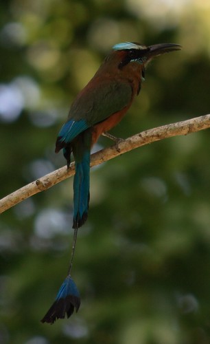 Another Bird (Torquoise-browed Motmot)