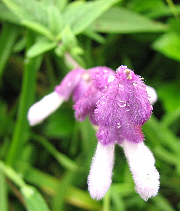 un id wild flower nandi hills