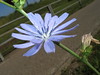 Ice Blue Flower