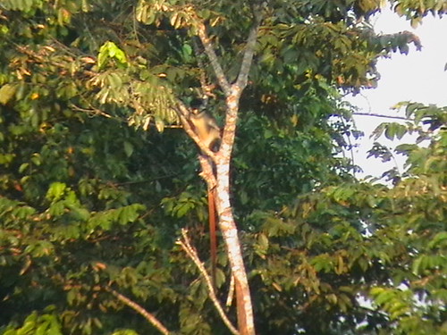 Monkey, red tailed monkey.  In Lomami -Lualaba forest 150km south of Opala near a small village