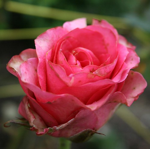 liebe ist eine rose. Eine Rose in Mutters Garten