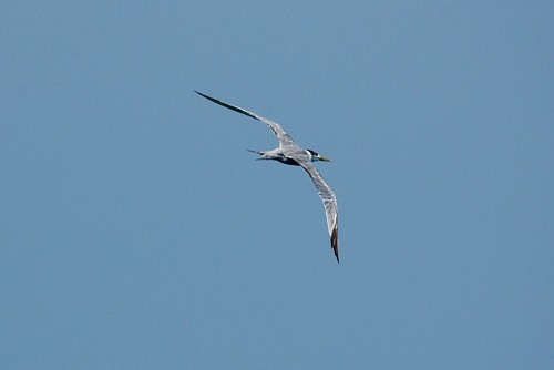 Little tern (Sterna albifrons)