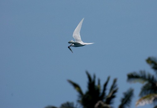 Black-naped tern (Sterna sumatrana)