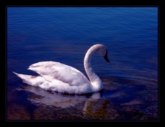 lonely swan - by magdzia s