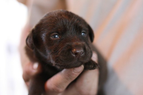 chocolate labrador retriever puppies. Chocolate Male Lab Pup @ 17
