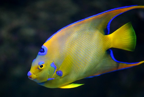 Queen angelfish, Holacanthus ciliaris (best in large view)
