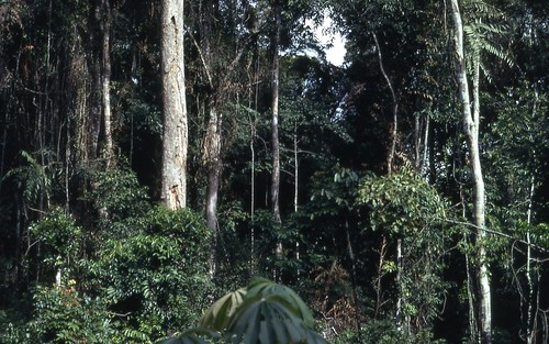africa rainforest