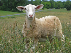 Weaned lamb