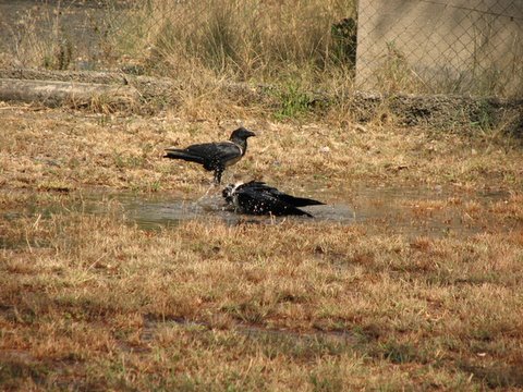 Pied Crows bathing