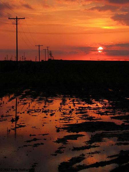 Sunset over Irrigated Field