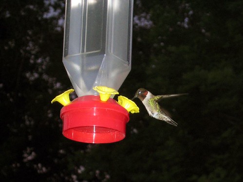 hummingbird visitor
