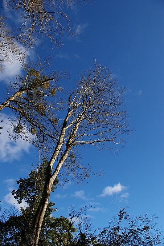 IMGP7773_藍天與枯樹