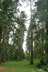 Mammutbaumwald / Redwood