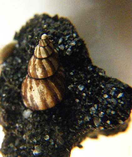 striped-shell from 7A