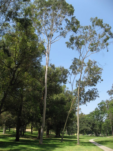 Chavez Ravine Arboretum