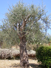 20070727 - Friday Olive Tree Blogging - 2