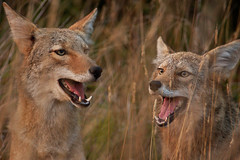 Coyotes (cc par matt knoth)