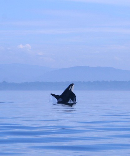 Orca by TheGirlsNY, on Flickr