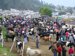 Otavalo cattle market