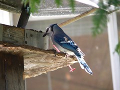 Blue Jay by Birdfreak.com