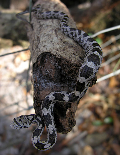 Juvenile Grey Rat Snake - 1