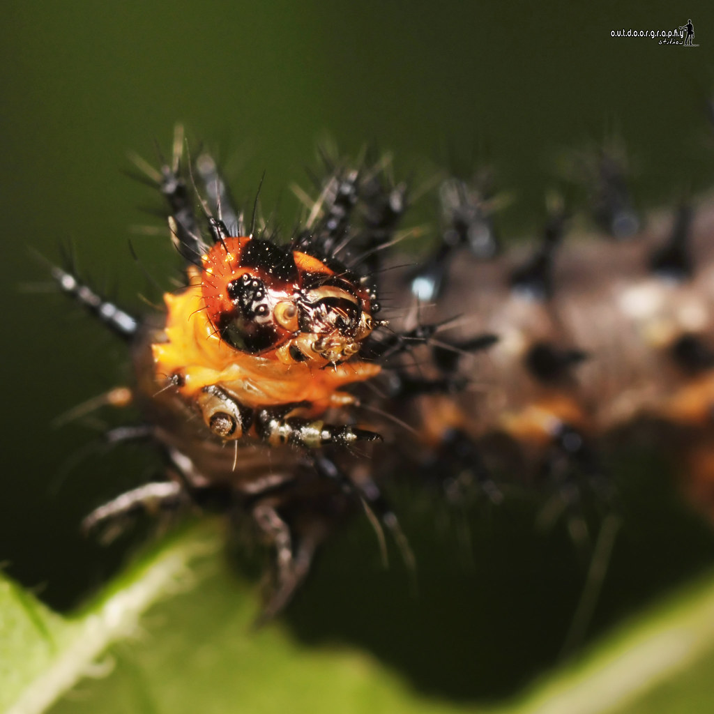 Spikey | Caterpillar (by Sir Mart Outdoorgraphy™)