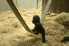 Spielendes Gorilla Baby / Playing gorilla baby