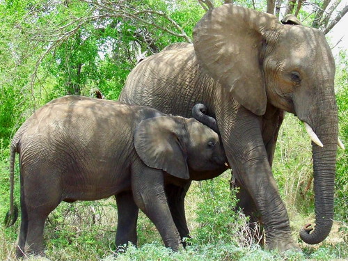 african elephant head. The African Elephant#39;s trunk