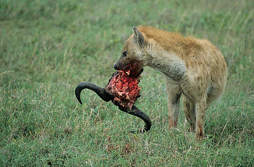 Znalezione obrazy dla zapytania hiena je ofiarę