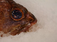 fisheye by neonspecs