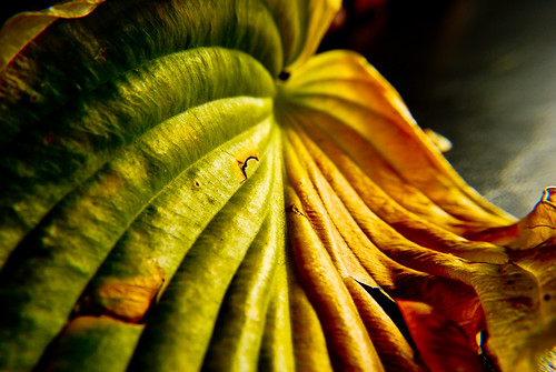 autumn colors assignment hosta leaf