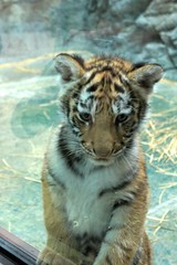 Tiger(baby)02