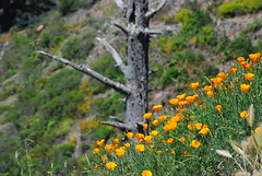 poppies on the hill