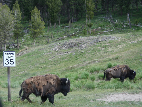 yellowstone, bisons crossing the road