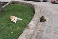Dogs in Cusco