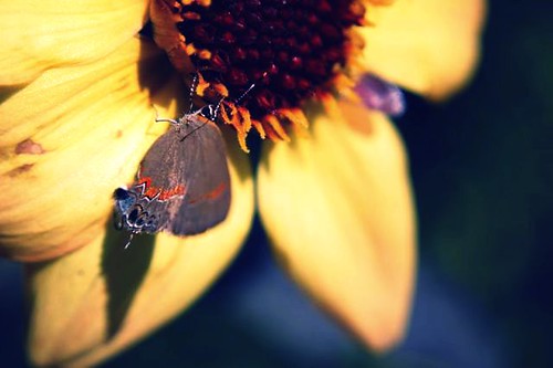 butterfly on petal